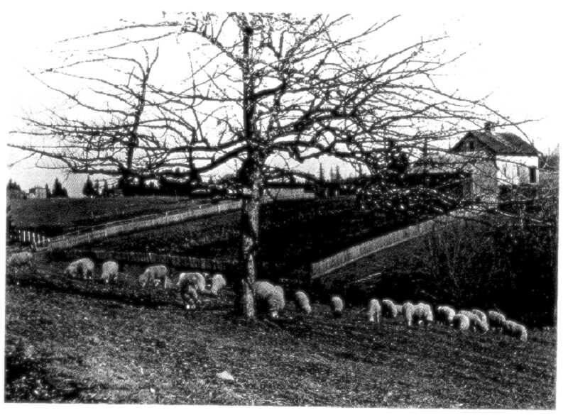 Sheep graze below the Shipley barn in this early view from Stevens Meadow.